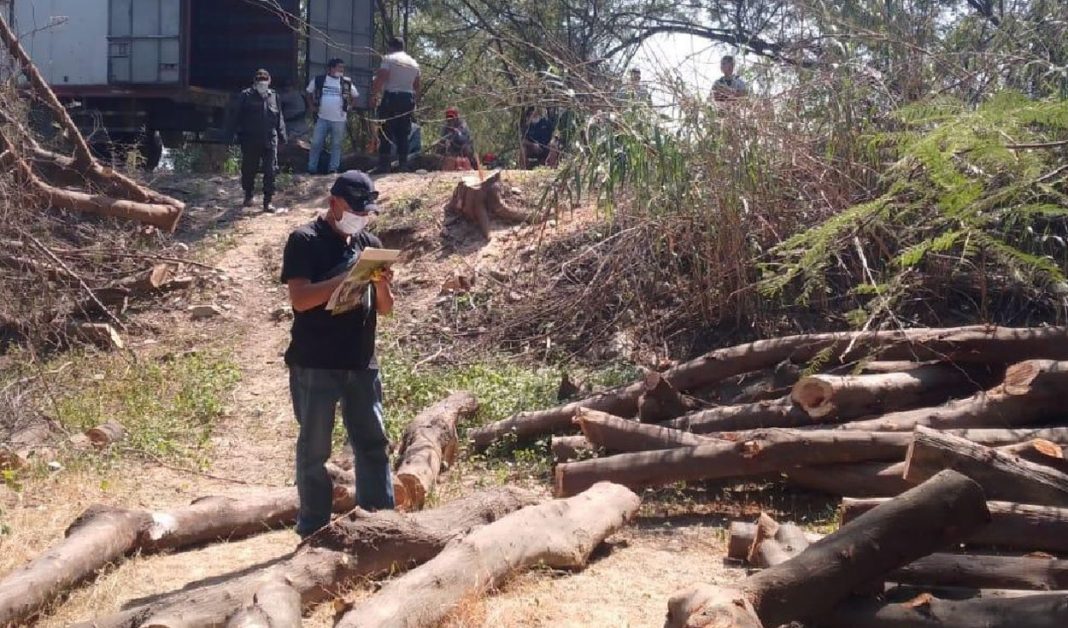 Fiscalía investiga a cinco personas por cometer delitos ambientales en Piura