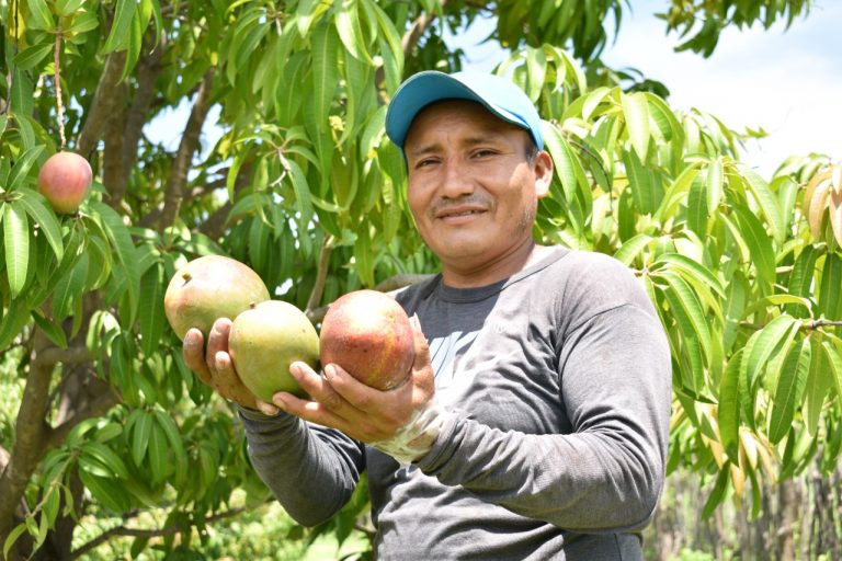 Productores peruanos de mango exportaron más de 232 mil toneladas en campaña 2020-2021 Productores peruanos de mango exportaron más de 232 mil toneladas en campaña 2020-2021