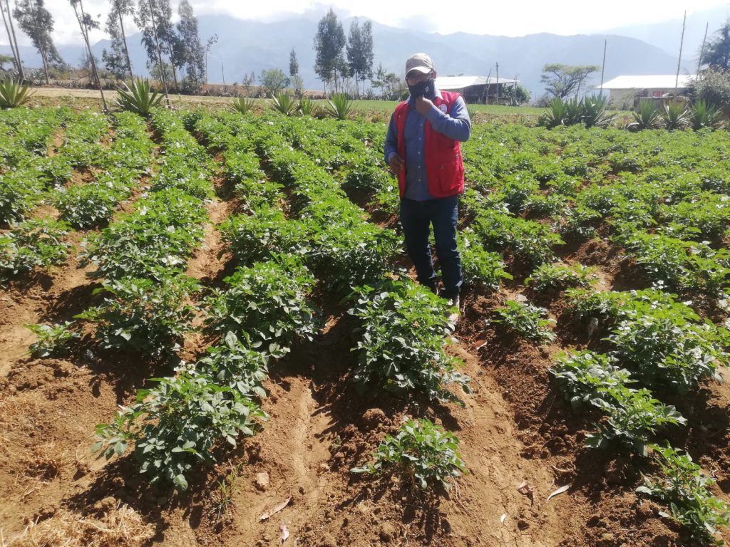 Proyecto de cultivo de papa beneficiará a zonas altoandinas de Piura