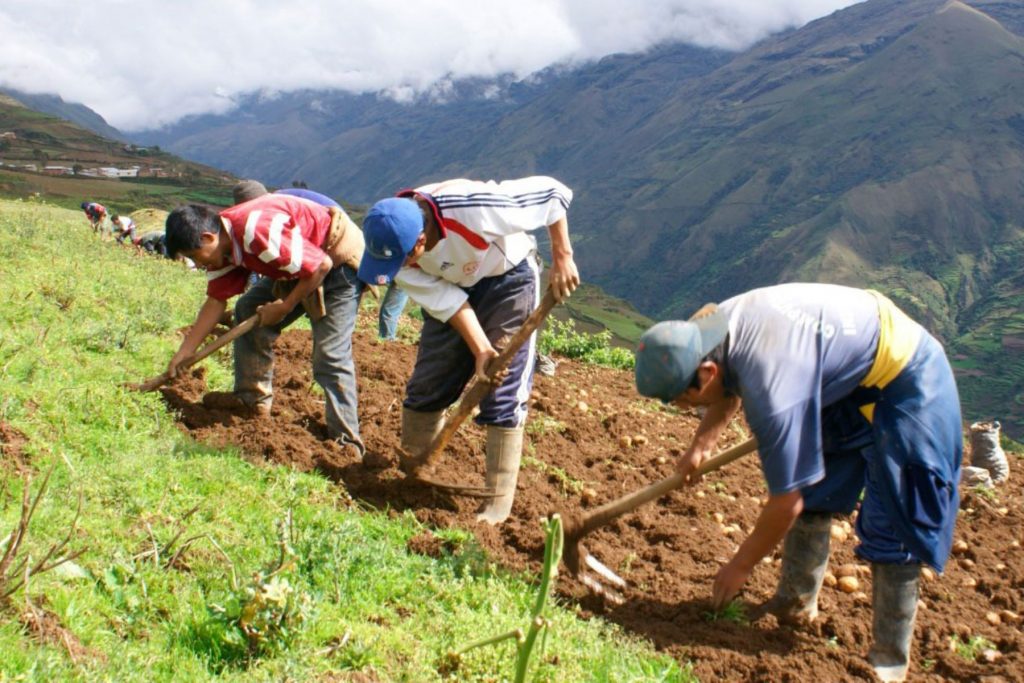 Midagri inicia registro para entrega de subvención a 300,000 productores