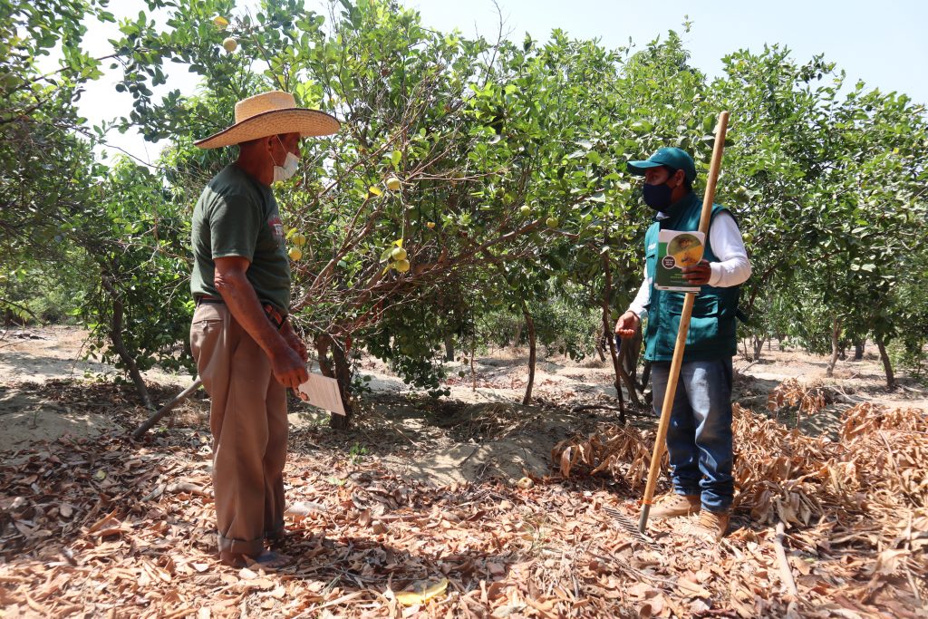 Erradicación de moscas de la fruta beneficiará a más de 20 mil productores