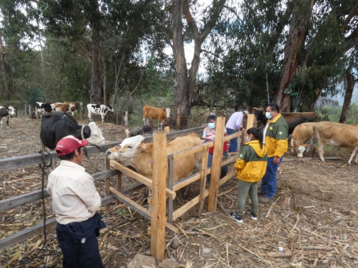 Productores mejorarán ganado con inseminación artificial en Huancabamba