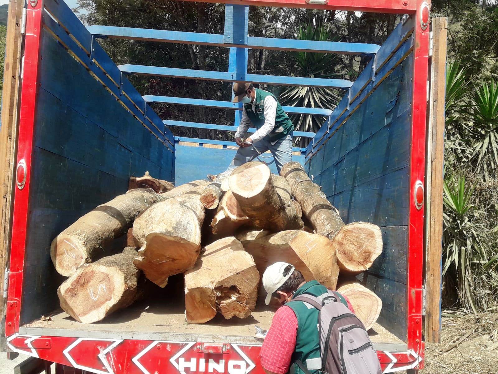 Decomisan 16 troncos de faique de procedencia ilegal en Morropón