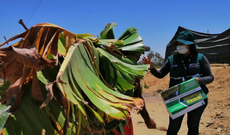 Piura: 72 hectáreas de banano orgánico están infectados con hongo Fusarium R4T