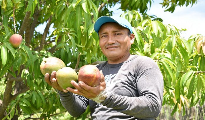 El mango se posiciona como principal producto de la agricultura familiar de Lambayeque