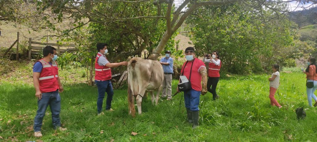 Incrementarán producción ganadera en Huancabamba