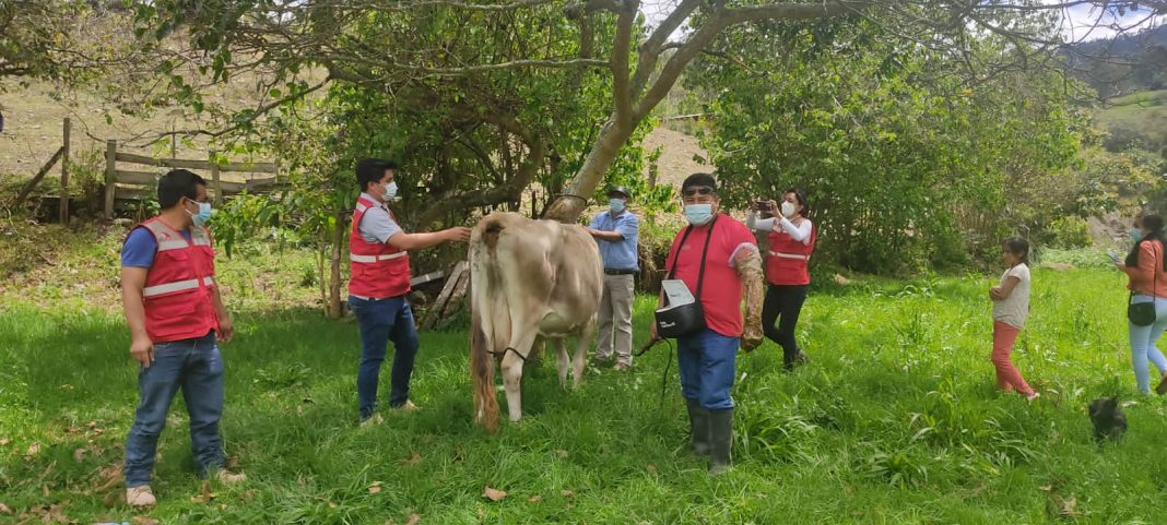 Incrementarán producción ganadera en Huancabamba