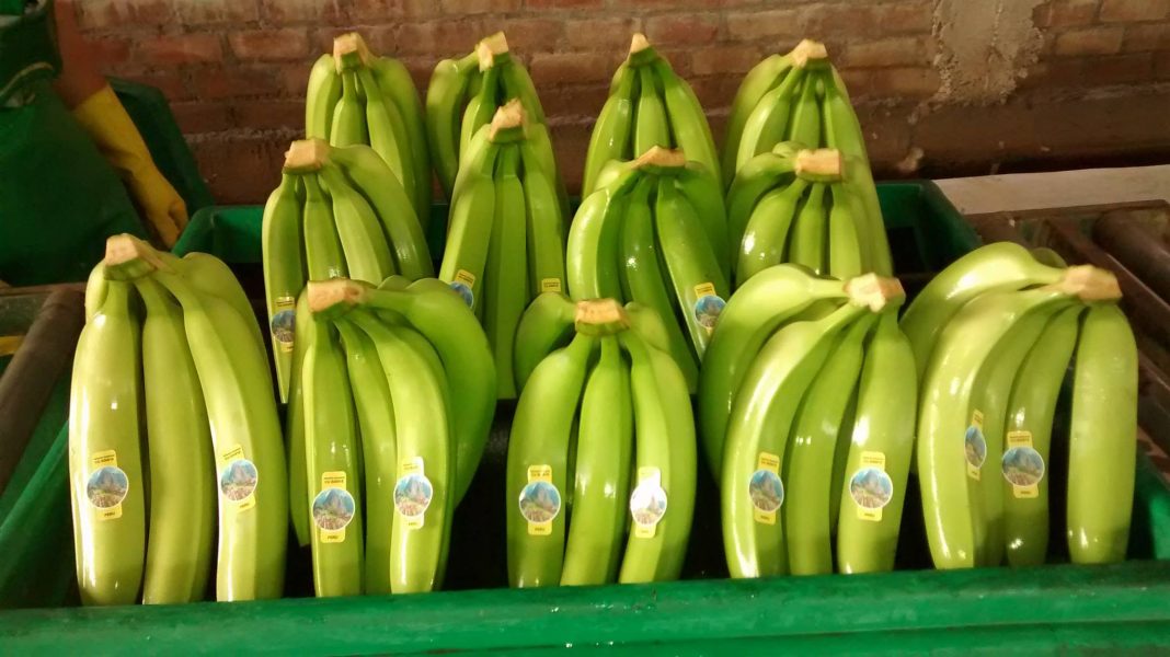 Exportaciones de alimentos piuranos alcanzaron los US$ 979 millones 185 mil hasta julio
