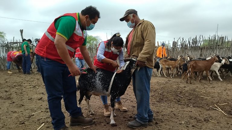 II Feria Regional Caprina beneficiará a ganaderos de la región Piura