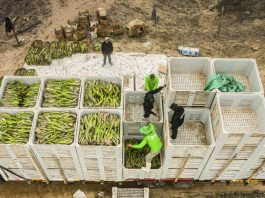 Proyecto Terra sumará alrededor de 800 toneladas de pitahaya a la producción nacional