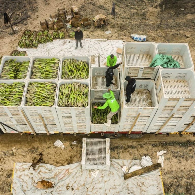 Proyecto Terra sumará alrededor de 800 toneladas de pitahaya a la producción nacional