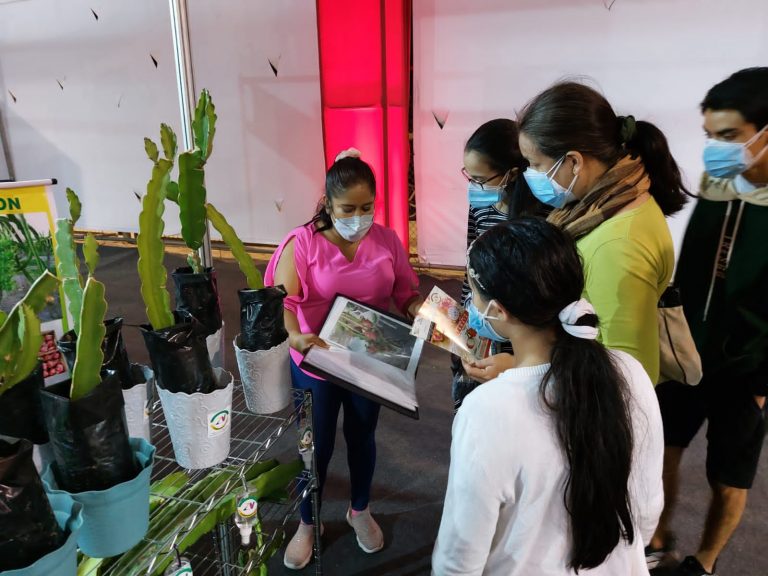 Piura: promueven cosecha de pitahaya en feria de Semana de la Identidad Regional