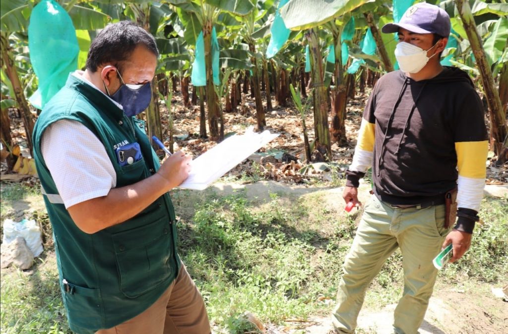 SENASA CAPACITA A PRODUCTORES DE BANANO ORGÁNICO (1)