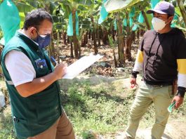 Más de 1.7 mil productores de banano orgánico son capacitados en la implementación de medidas sanitarias SENASA CAPACITA A PRODUCTORES DE BANANO ORGÁNICO (1)
