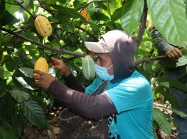 Rendimiento de la producción de cacao en Piura aumenta en 50 %