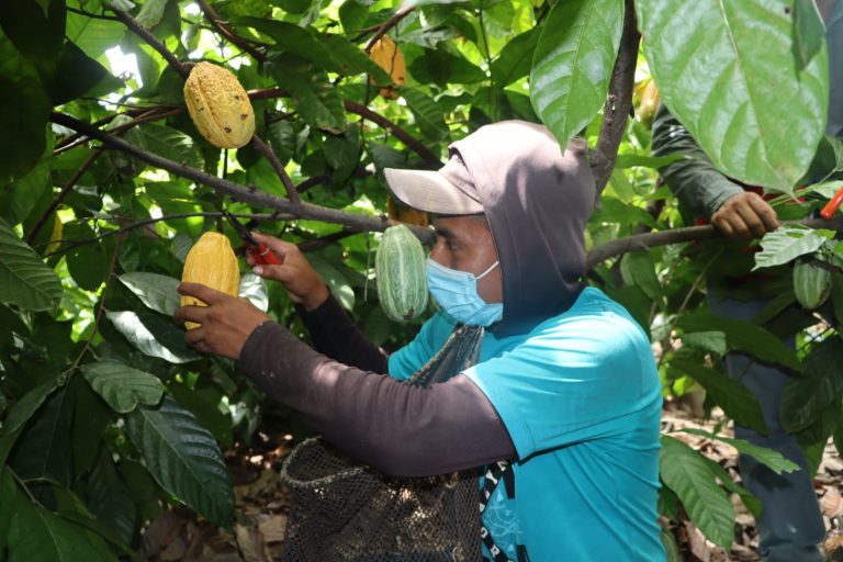 Rendimiento de la producción de cacao en Piura aumenta en 50 %