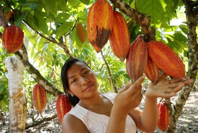 Producción De Cacao Se Quintuplicó En 2020 A Nivel Nacional