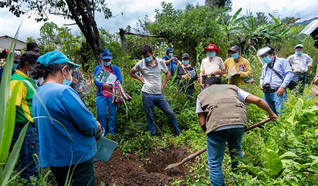 Agricultores piuranos en incertidumbre por aumento de precios en fertilizantes