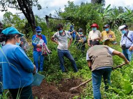 Gobierno autoriza comprar urea por S/ 348 millones Agricultores piuranos en incertidumbre por aumento de precios en fertilizantes