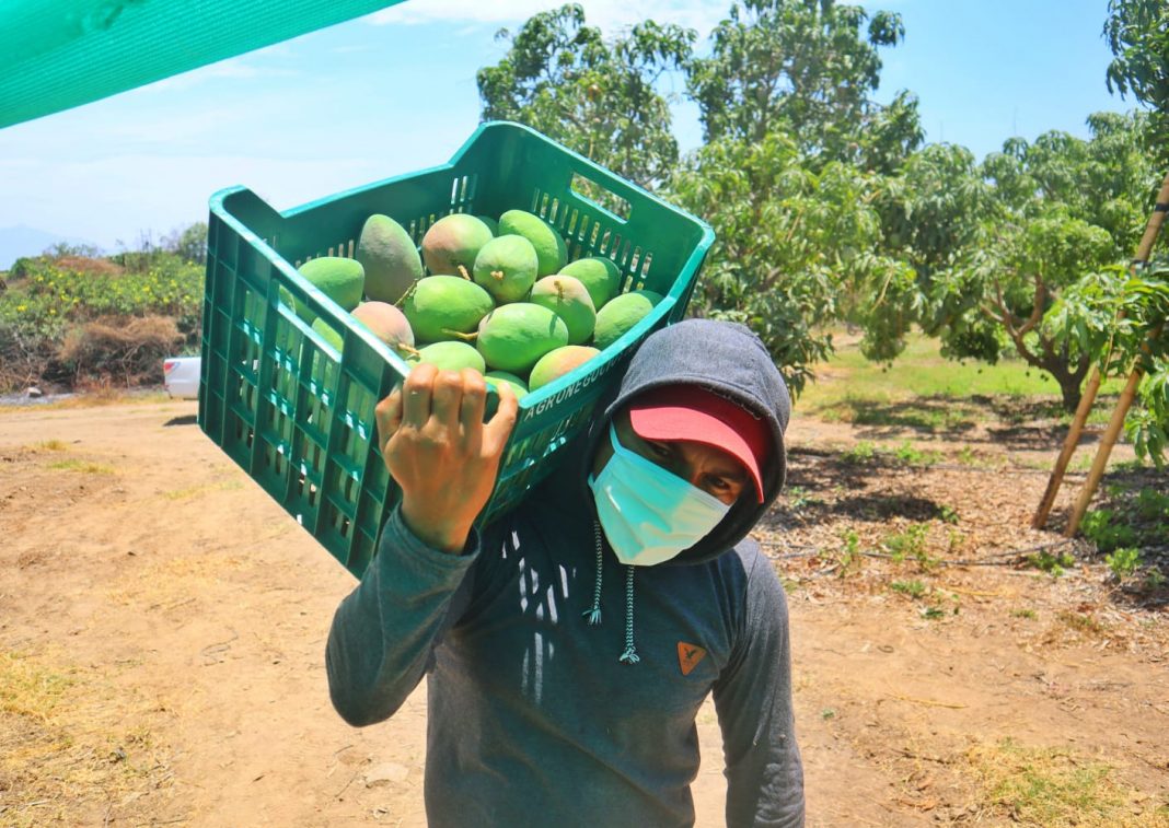 5 nuevas variedades de mango se suman a la campaña de exportación 2021-2022 en Piura