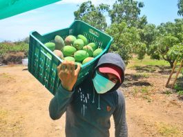 5 nuevas variedades de mango se suman a la campaña de exportación 2021-2022 en Piura 5 nuevas variedades de mango se suman a la campaña de exportación 2021-2022 en Piura