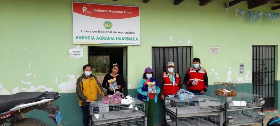 40 familias son beneficiadas con módulos de cuyes en Huarmaca