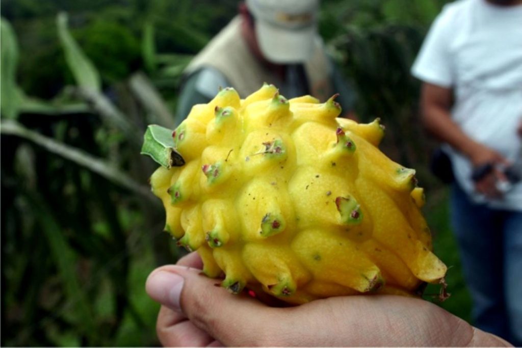Pitahaya: conoce el prodigioso superalimento amazónico que potencia el sistema inmune