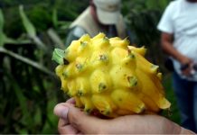 Pitahaya peruana: el fruto amazónico que conquista mercados internacionales con su potencial nutricional y exportador Pitahaya: conoce el prodigioso superalimento amazónico que potencia el sistema inmune