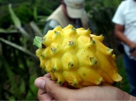 Pitahaya peruana: el fruto amazónico que conquista mercados internacionales con su potencial nutricional y exportador Pitahaya: conoce el prodigioso superalimento amazónico que potencia el sistema inmune