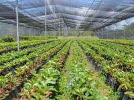 Donan 150 mil plantones a instituciones y organizaciones vecinales en Piura Donan 150 mil plantones a instituciones y organizaciones vecinales en Piura