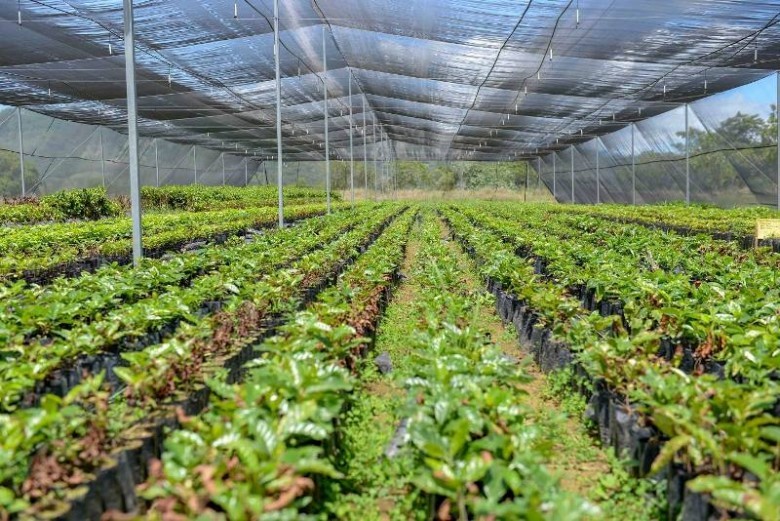 Donan 150 mil plantones a instituciones y organizaciones vecinales en Piura