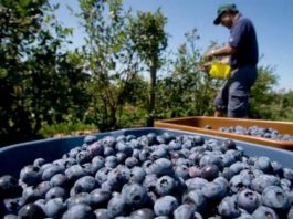 Más de 120 mil puestos de empleo directo generó la campaña de arándano 2021-2022 Más de 120 mil puesto de empleo directo generó la campaña de arándano 2021-2022