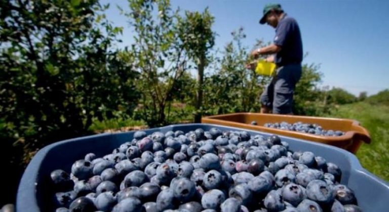Más de 120 mil puesto de empleo directo generó la campaña de arándano 2021-2022
