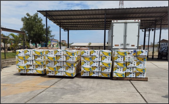 Decomisan 548 cajas de pitahaya y banano orgánico de contrabando en Sullana
