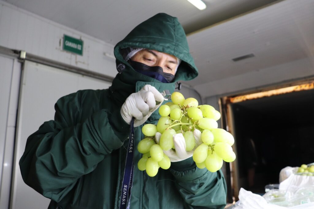Inician certificación de uva para campaña de exportación 2021 – 2022 en La Libertad