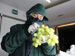 Inician certificación de uva para campaña de exportación 2021 – 2022 en La Libertad Inician certificación de uva para campaña de exportación 2021 – 2022 en La Libertad