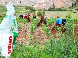 Promulgan Ley de Extensión Agropecuaria para impulsar productividad del campo Promulgan Ley de Extensión Agropecuaria para impulsar productividad del campo
