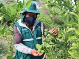 Piura: menor cultivo de limón provocaría un alza en su importación Piura: menor cultivo de limón provocaría un alza en su importación