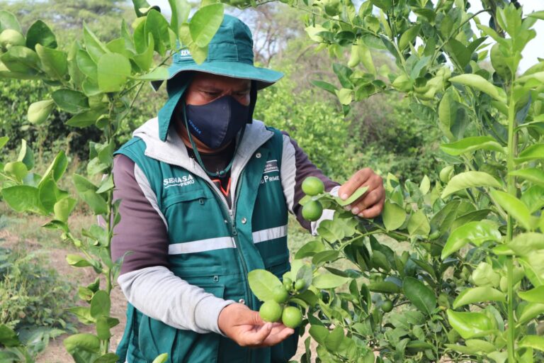 Piura: menor cultivo de limón provocaría un alza en su importación