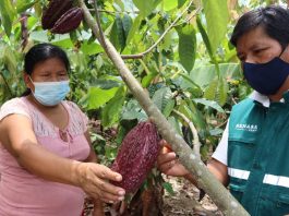 Perú cuenta con más de 460.000 hectáreas dedicadas a la producción orgánica Perú cuenta con más de 460.000 hectáreas dedicadas a la producción orgánica