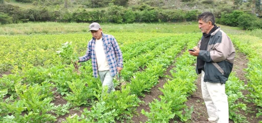Huancabamba: productores de papa afectados por presencia de plaga