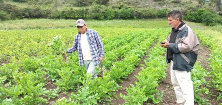 Huancabamba: productores de papa afectados por presencia de plaga