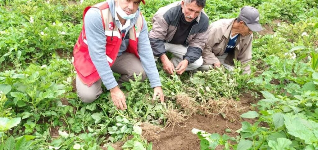 Huancabamba: productores de papa afectados por presencia de plaga