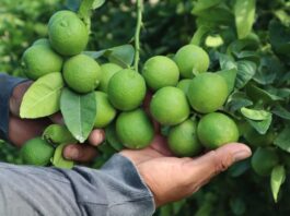 Más de 17 mil toneladas de limón piurano llegaron a mercados internacionales