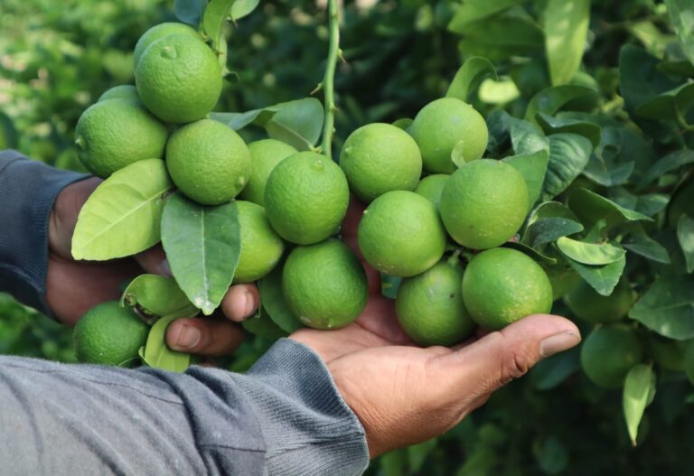 El precio del limón en caja llega a S/ 11.52 en el Gran Mercado Mayorista de Lima