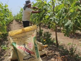 Midagri: Planta de fertilizantes estará lista en dos años Fertiabono