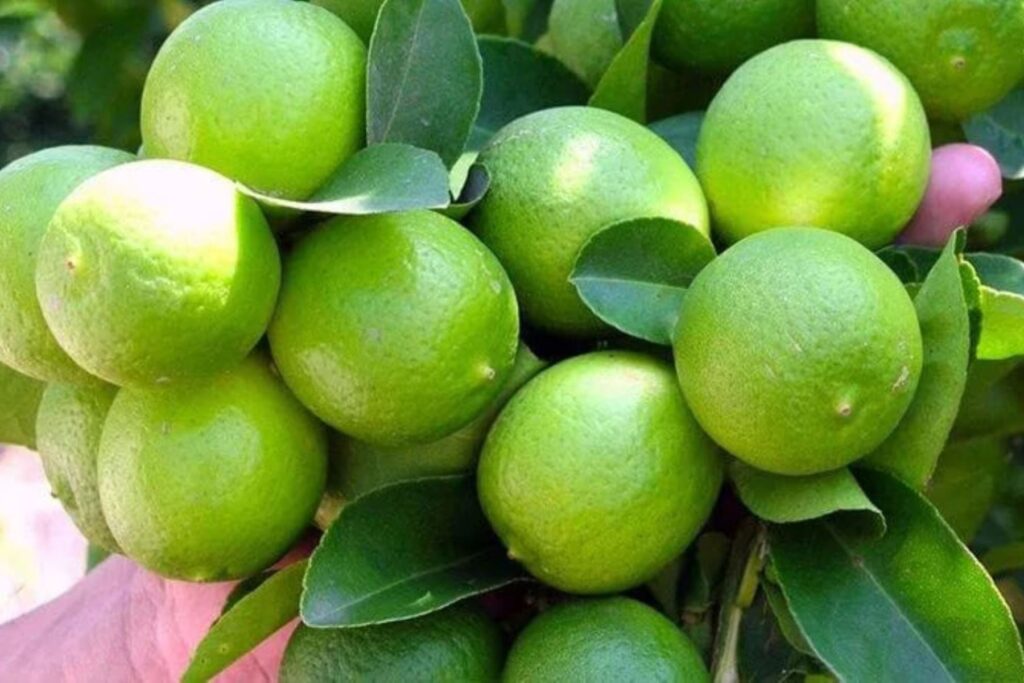 precio del limón