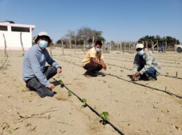 Productores de Sechura apuestan por la siembra de variedades de ají