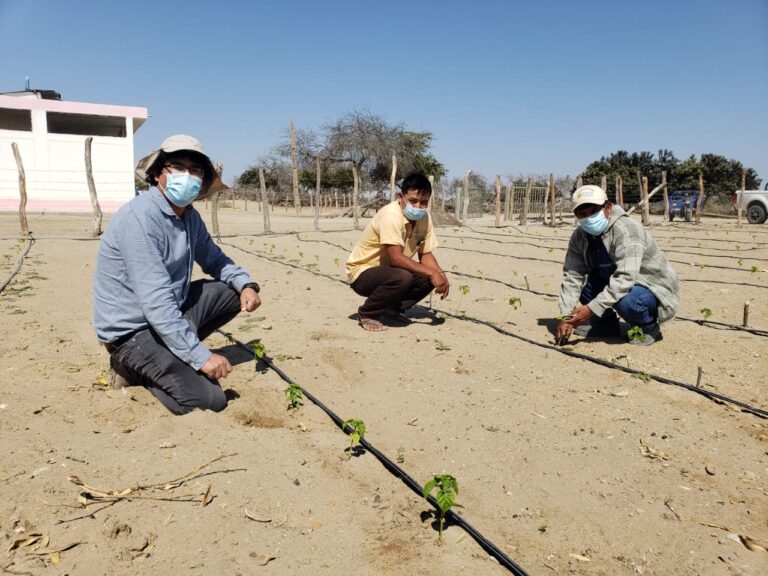 Productores de Sechura apuestan por la siembra de variedades de ají