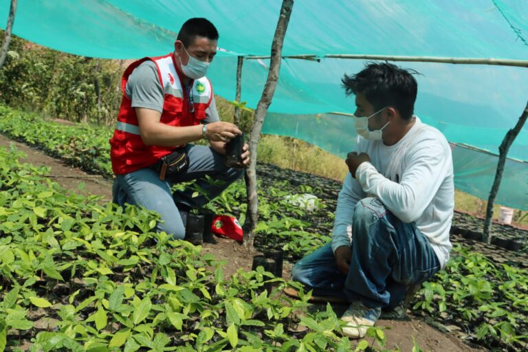 Productores de Ayabaca se benefician con instalación de 11 mil plantones de cacao